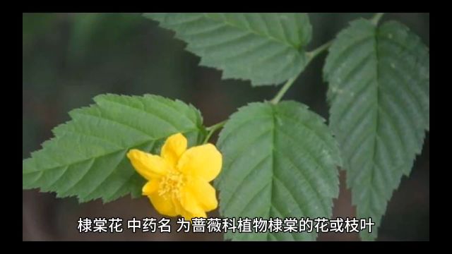 中药棣棠花