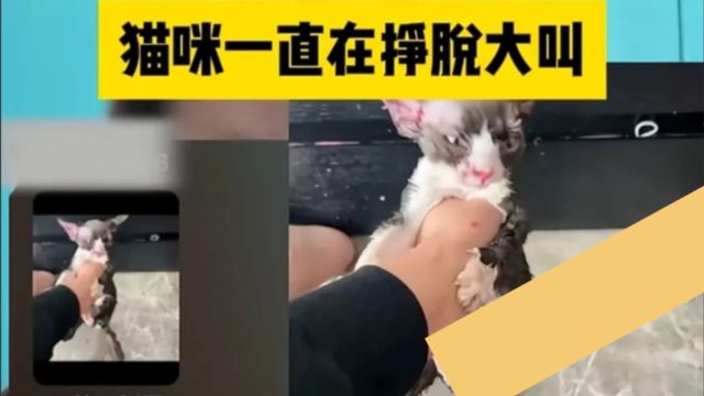 小仙女直播间虐猫咬猫口吐芬芳为哪般?