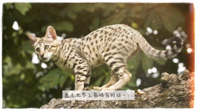 盘点世界上最稀有的猫一:狼人猫、荒漠猫、沙丘猫