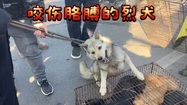 咬胳膊的烈犬无人敢碰,幸亏冬天穿衣服厚,不然胳膊都保不住