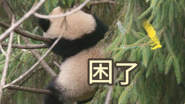 熊猫森林 力量型串门