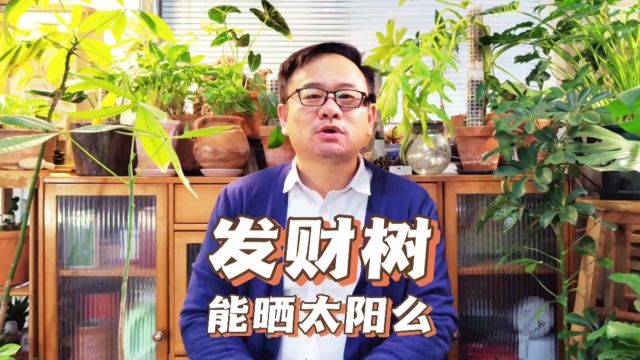 发财树能晒太阳么?发财树喜阳,但要注意3件事