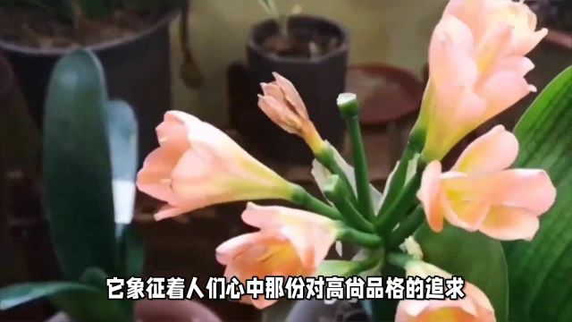 君子兰开花是什么兆头和寓意