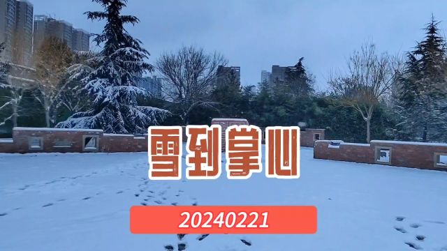 雪到掌心20240221