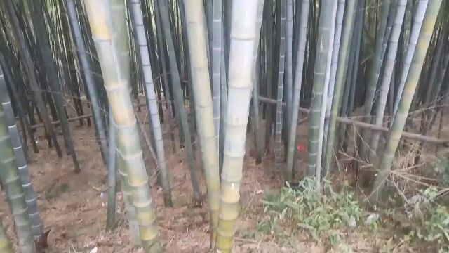 山间竹林小溪流水