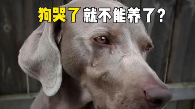 狗哭了,就不能养了?这预兆着一些不幸之事,即将发生?#冷知识