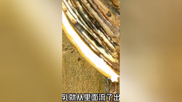 你知道橡胶是如何生产的吗?涨知识啦科普一下##1