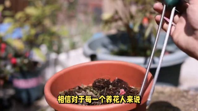 家庭盆栽花卉如何浇水