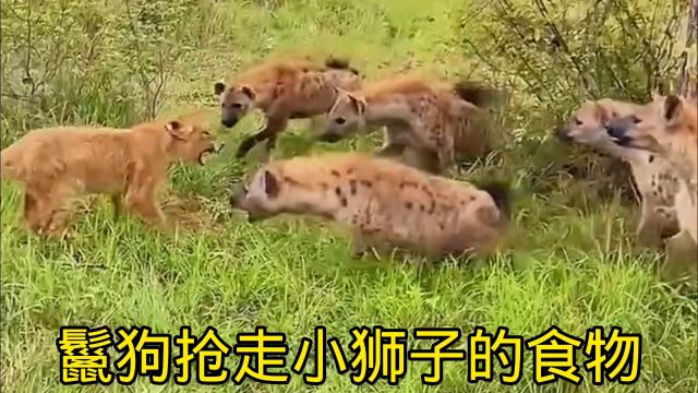 猎狗抢走狮子的食物