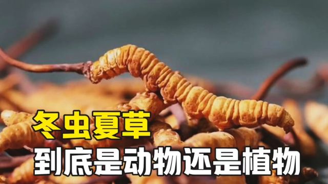 冬虫夏草,到底是动物还是植物?#知识