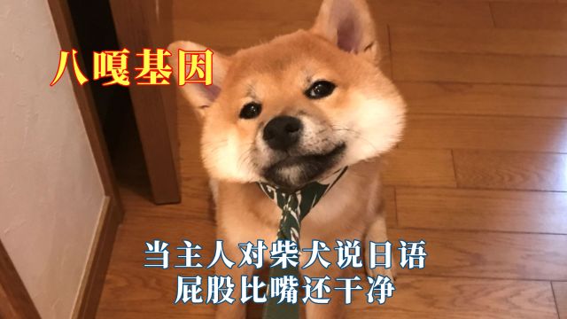 柴犬有点小八嘎基因在身上,当主人对柴犬说日语,屁股比嘴还干净