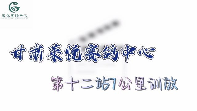 甘肃莱悦赛鸽中心—第十二站7公里训放