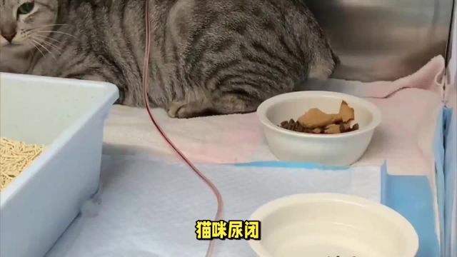 喝水不足、情绪紧张…揭秘猫咪尿闭真相