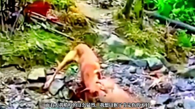 大黄狗发怒暴打调皮泼猴,泼猴被咬的哭爹喊娘不断求饶动物精彩片段搞笑