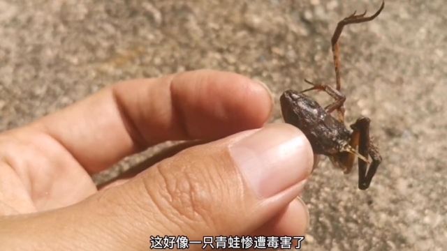 青蛙惨死在水库岸边,太残忍了凶手是谁?在水库发现了螳螂的窝.