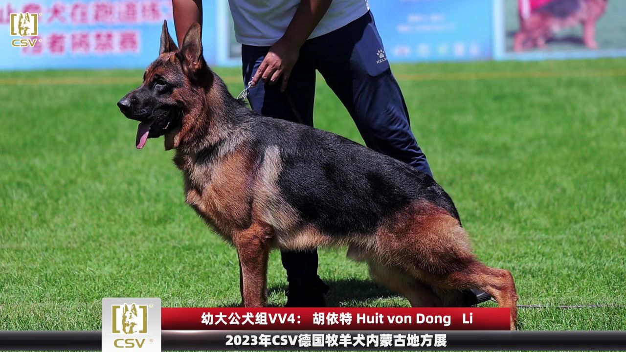 2023年csv德国牧羊犬内蒙古地方展幼大公犬组vv4犬只讲评