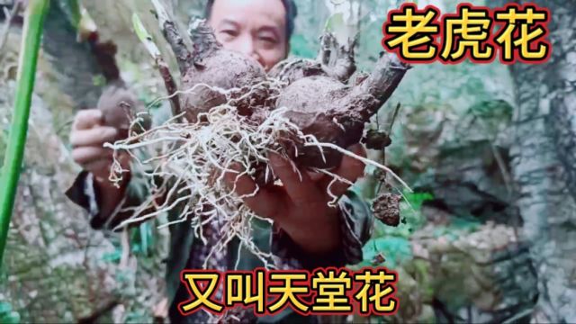 湖南农民挖出来了世界上最大的老虎花