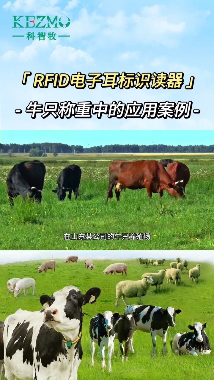 科智牧实现山东某养殖场进行牛只称重