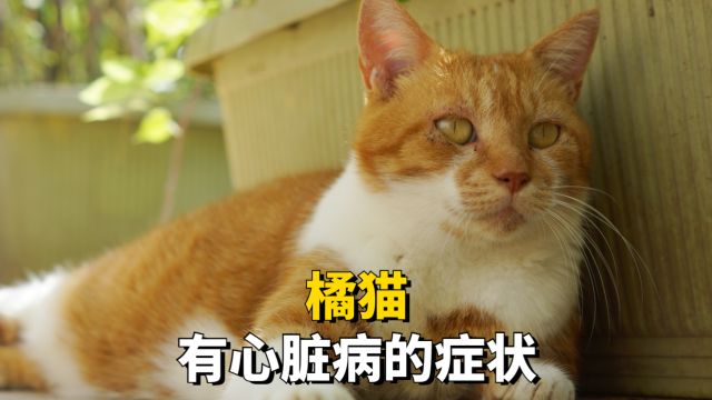 橘猫患上心脏病,会有哪些表现呢?