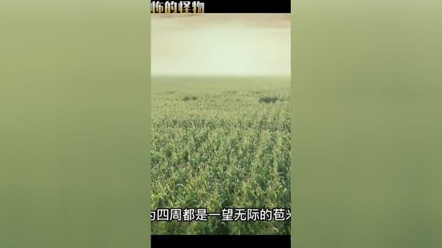 诡异的苞米地,神秘的组织《逃出玉米地》玉米地电影解说我的观影报告