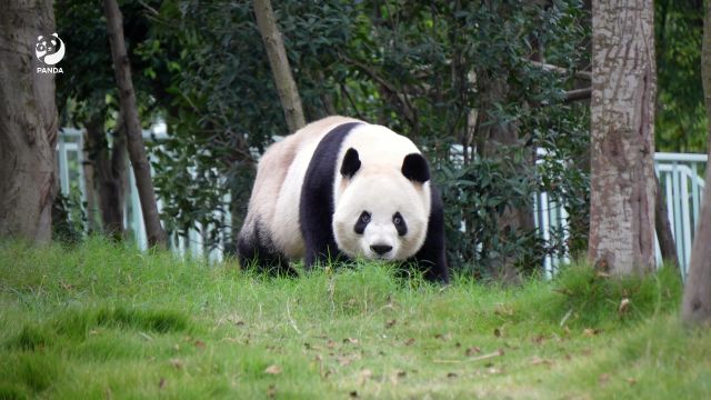 你知道什么是大熊猫的食物丰容吗?