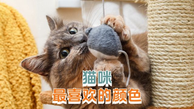 猫并不是色盲,只是看到的和我们不同!