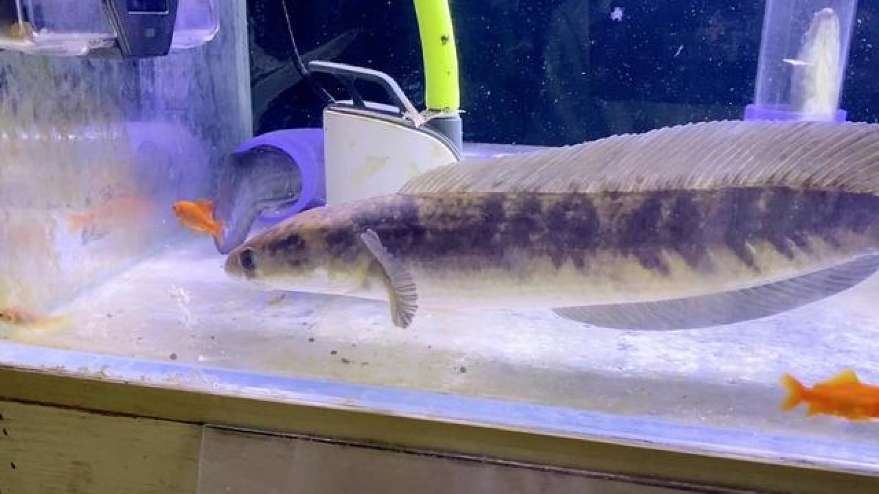 黑魔神一口一条太爽了#捕食瞬间 #亚马逊猛鱼 #巨兽混养