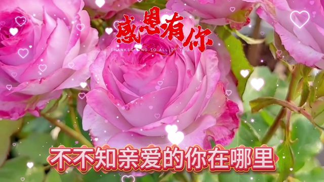 花开四季春常在,笑看春花好运来