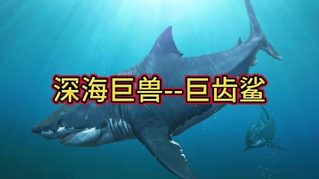 远古海洋霸主—巨齿鲨!神奇动物在 科普一下 巨齿鲨 动物科普 未解之谜