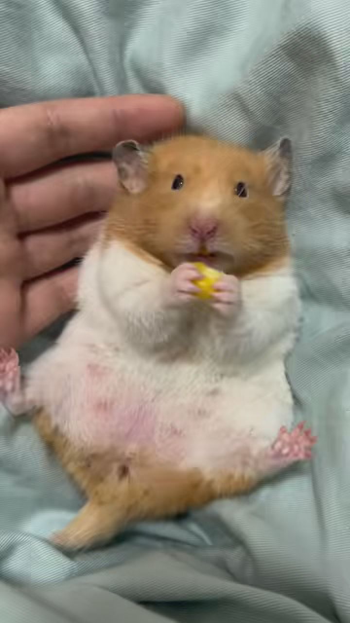 一手拉扯大的宝宝就是不一样 #金丝熊仓鼠 #金丝熊日常 #艾特你想艾特