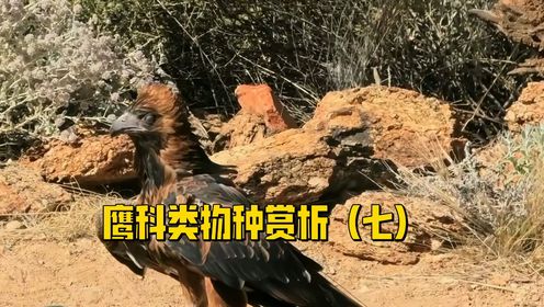 4K动物世界鹰科类物种赏析(七)#猛禽鹰雕鹞鵟兀鹫_高清1080P在线观看平台_腾讯视频