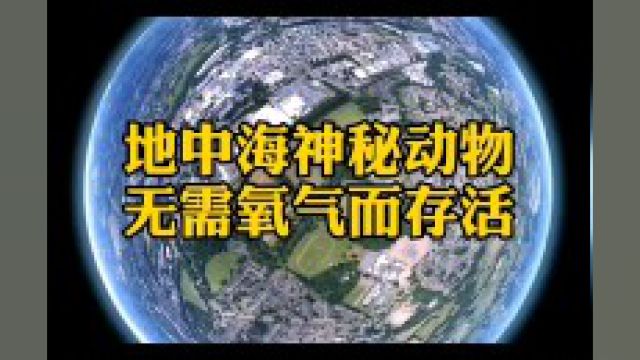 地中海神秘动物,无需氧气也能存活,还可以繁衍后代#涨知识 #未解之谜