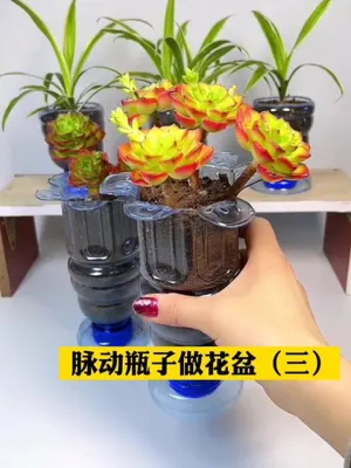 脉动瓶子做花盆(三)#空瓶子的妙用 #自制花盆 #手工 #塑料瓶手工制作