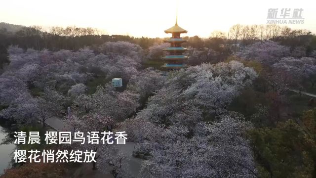 游人如织 武汉东湖樱园进入盛花期