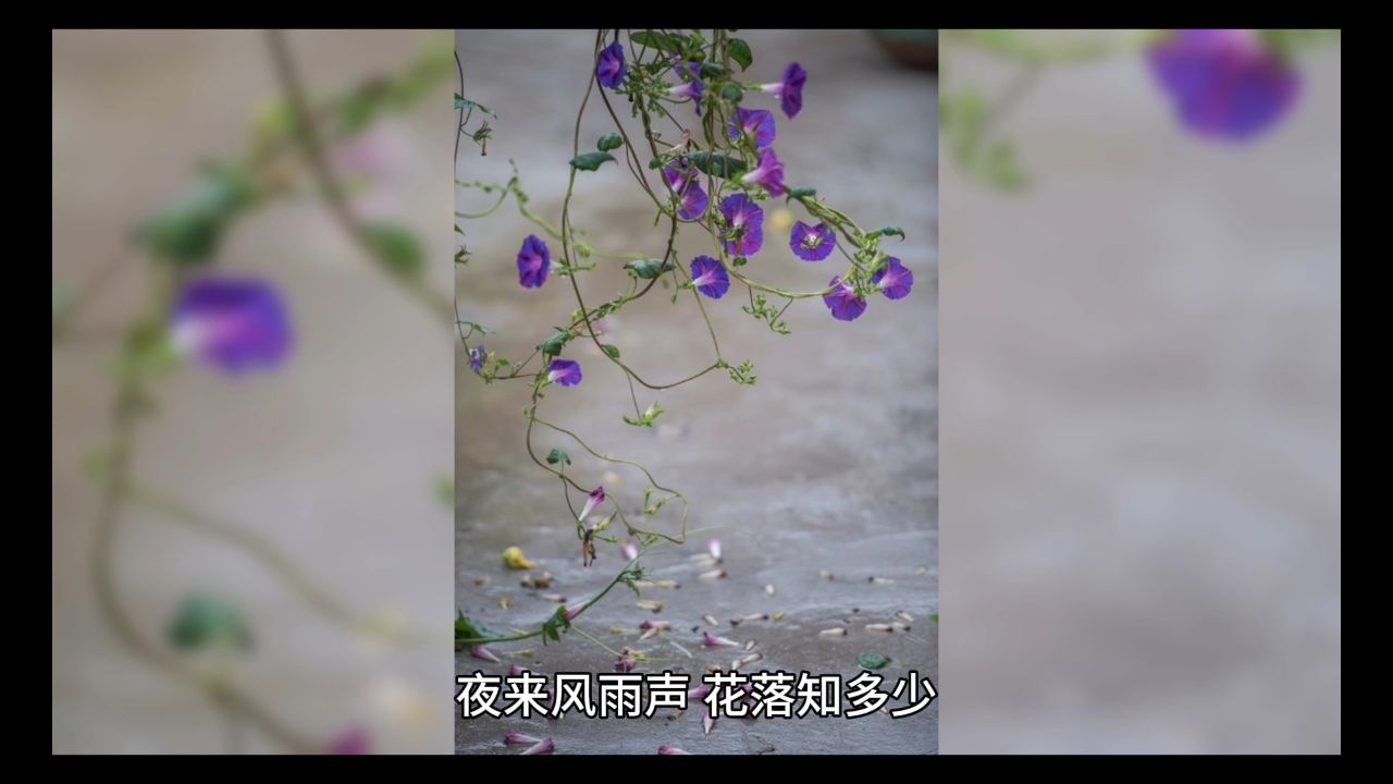 春眠不觉晓,处处闻啼鸟.夜来风雨声,花落知多少