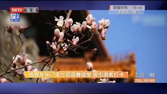 故宫东华门玉兰花迎春绽放,吸引游客打卡