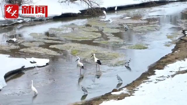 饶河县:候鸟踏雪送春归