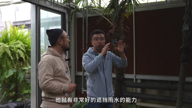 脑洞研究室凭什么叫它最有文化的树?