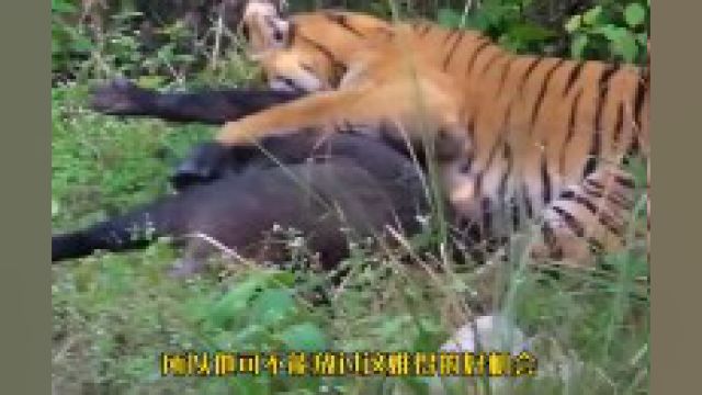 猛虎跟野猪之间的对决,一个能打一个抗造,快来看看结果如何!