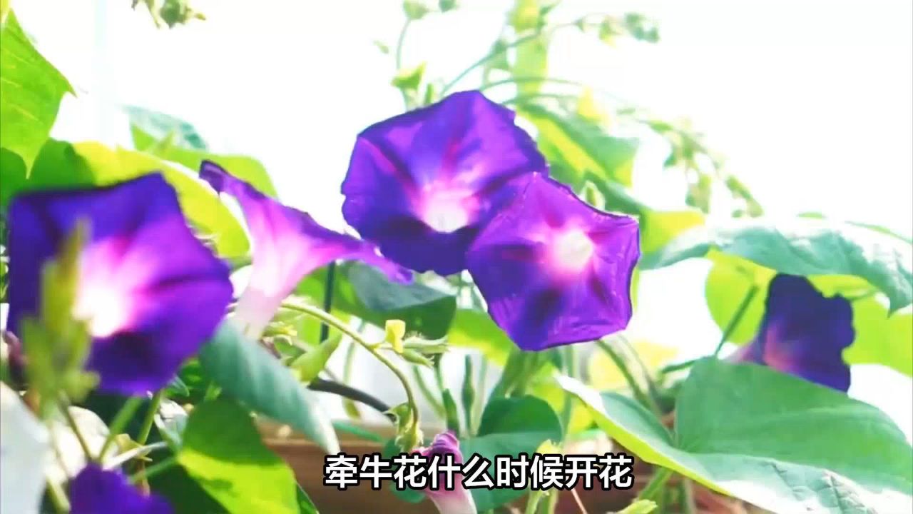 牵牛花什么时候开花?