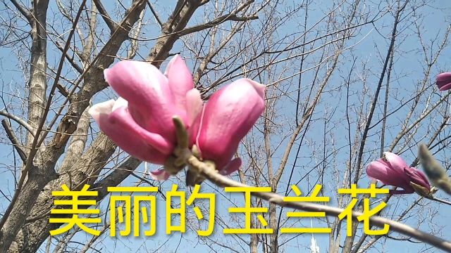 春暖花开,郑州公园里的玉兰花绽放枝头,像莲花一样美丽