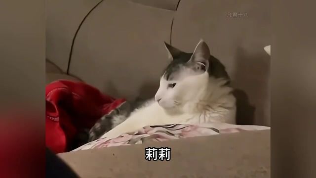 第一次在喵汪脸上看到震惊的表情”猫咪狗狗萌宠