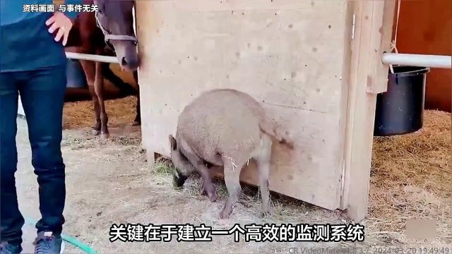 超级猪横扫北美,野猪大军跨境生态威胁,网友:应该好吃?