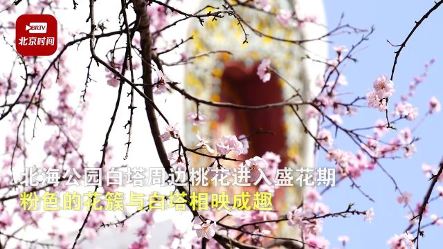 北海公园桃花盛开 与白塔相映美翻了