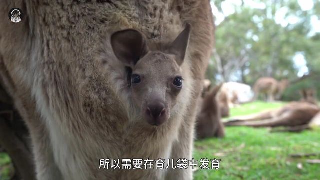 你知道袋鼠的育儿袋内部究竟长什么样子吗