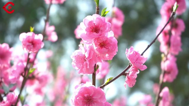 遂宁高新区首届桃花节开幕 快来桃花山公园踏青赏花