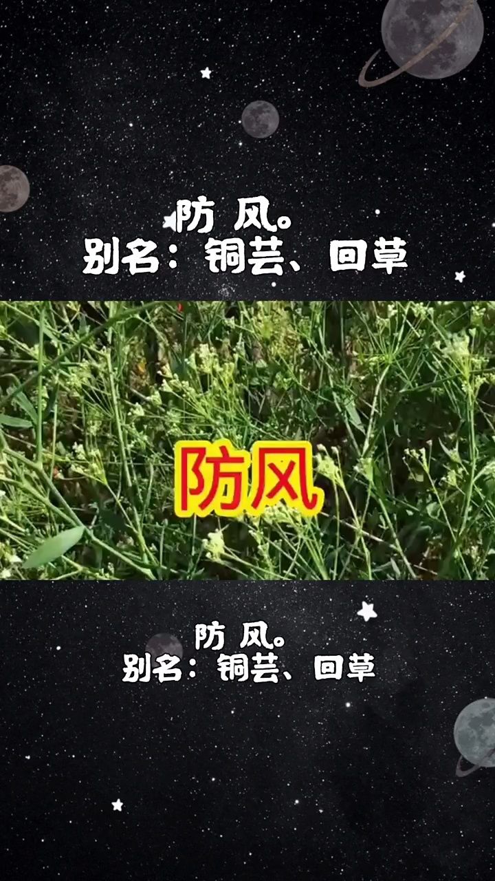 今天介绍第一百四十三味中药材,防风#中医 #防风 #倪海厦 #中草药 #中