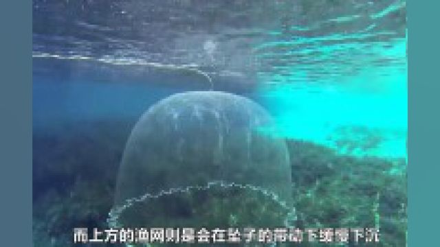 撒渔网时,为何鱼儿不逃走,反而乖乖被捕捞?