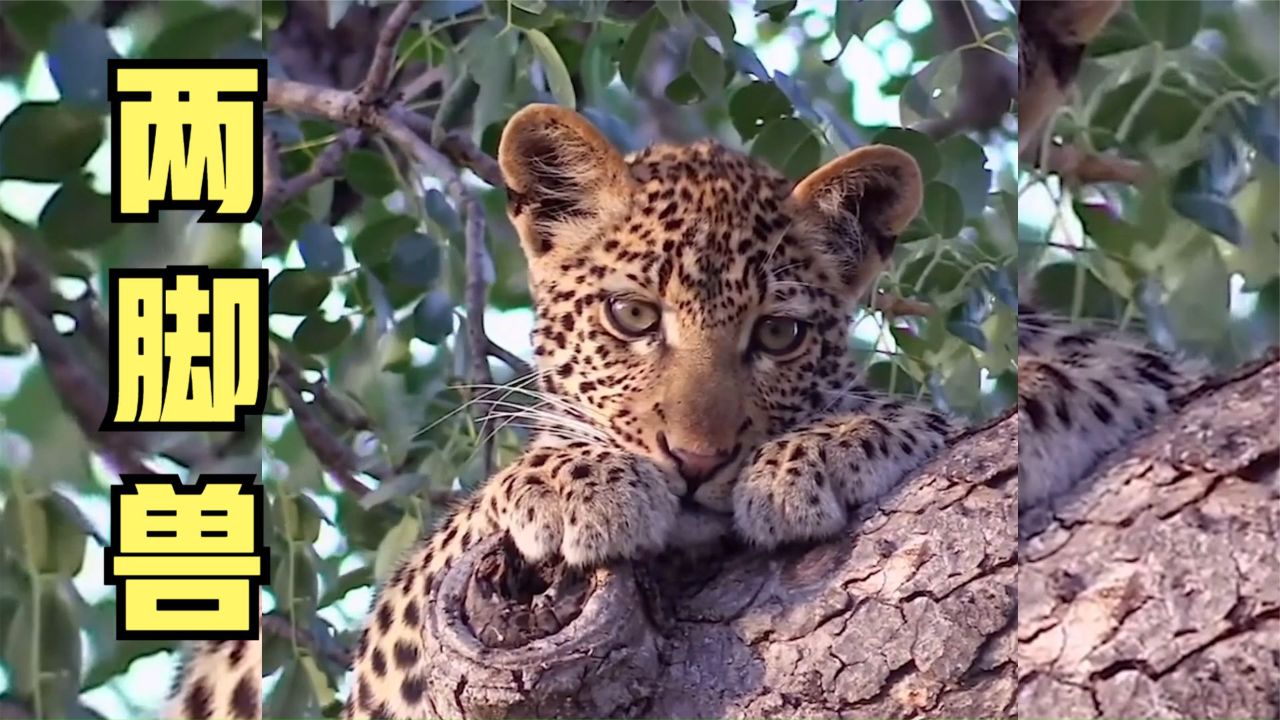 豹子:这两脚兽在笑什么?