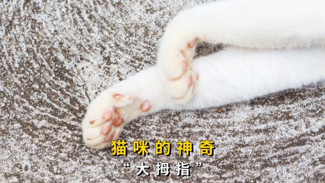 小猫咪的“大拇指”有什么用呢?难道是用来点赞的?